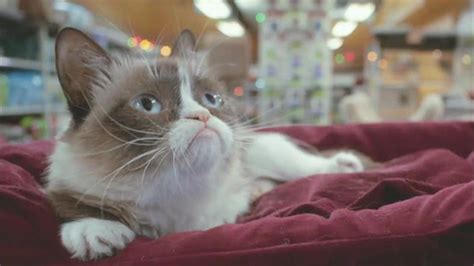 Trailer Grumpy Cat S Worst Christmas Ever