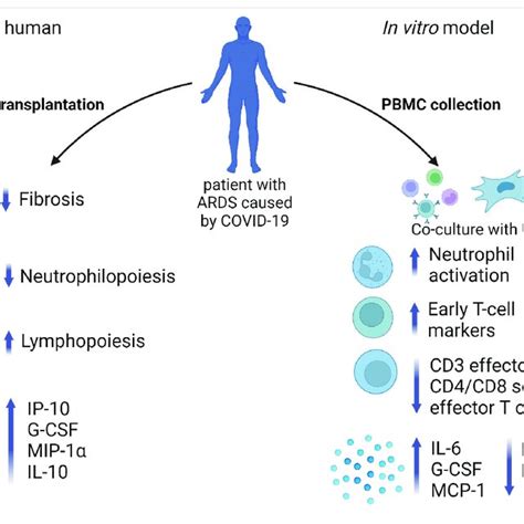 Immunomodulation Effect Of Uc Msc In Vivo And In Vitro Uc Msc After Download Scientific