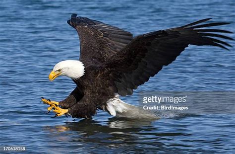 Bald Eagle Claws Photos And Premium High Res Pictures Getty Images