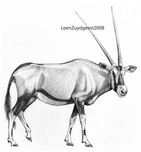 Gemsbok Gemsbuck Or East African Oryx By Leenzuydgeest On Deviantart