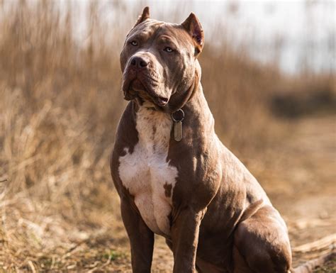 American bully veja características da raça e muito mais Guia Animal