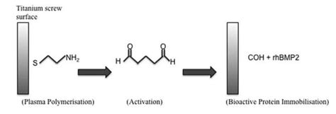 The Steps Of Immobilization Of Bioactive Protein Schematically