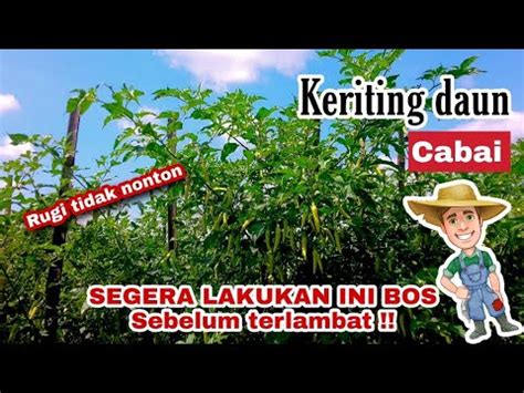 CARA AMPUH DAN MUDAH MENGATASI KRITING DAUN VIRUS GEMINI BULE PADA CABE