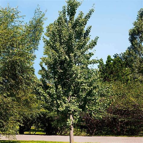 Princeton Sentry Columnar Ginkgo Trees For Sale FastGrowingTrees