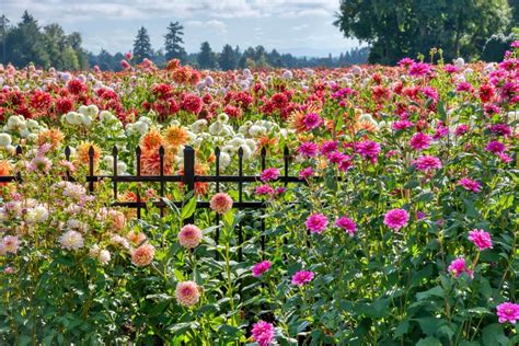 Dahlia Planting Guide