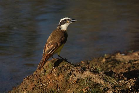 Foto Bem Te Vi Pitangus Sulphuratus Por Ivo Zecchin Wiki Aves A