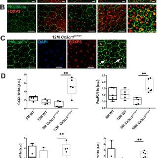 FoxP3 And Cytokine Expression In Cx3cr1GFP GFP Mice A RPE Flatmount