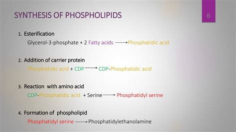 Lipid Metabolism Anabolism And Catabolism Ppt