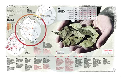 Puede La Hoja De Coca Volverse Un Cultivo Legal