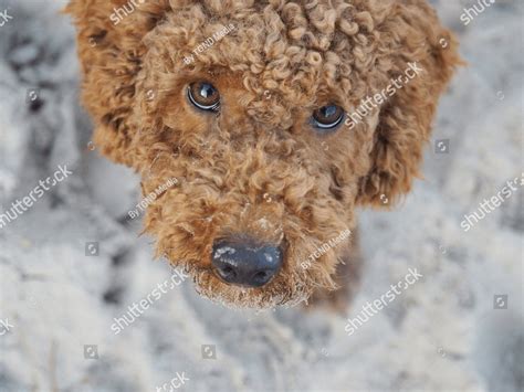 Cute Labradoodle Dog On The Beach A Close Up Of A Brown Dog With Blue