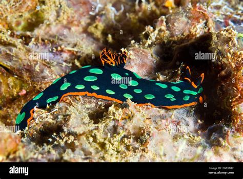 Kubaryanas Nembrotha Nudibranch Nembrotha Klubaryana At Mbike Wreck