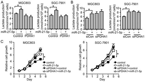 Mir P Targets Pdha To Regulate Glycolysis And Cancer Progression