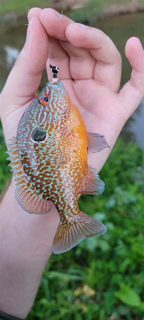 Southern Appalachian native brook trout eating dry flies in a stream I