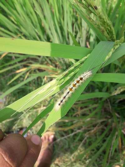 Caterpiller Damaging Rice Crop The Caterpillar Is Not Commonly Seen Community Plantix