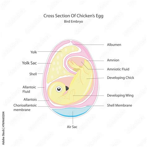 Egg Embryo Anatomy Bird And Chicken Embryo Diagram Cross Section Egg Embryo Detailed Birds