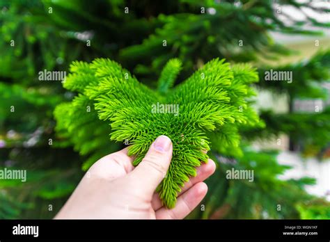 Araucaria Heterophylla Hi Res Stock Photography And Images Alamy