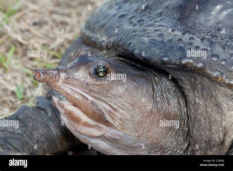 Florida Softshell Turtle Apalone Ferox Big Cypress Swamp Florida