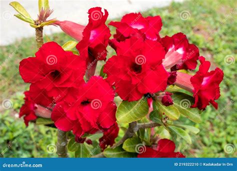 Azalea Roja O Rosa Del Desierto 002 Foto De Archivo Imagen De Color