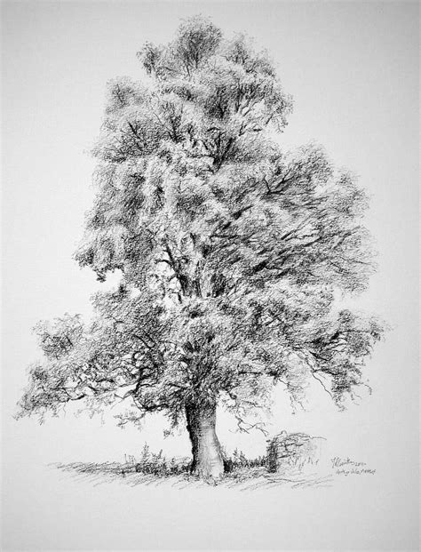 Pin By Kathi Koppenhaver On Drawings Tree Sketches Tree Drawing Tree Drawings Pencil