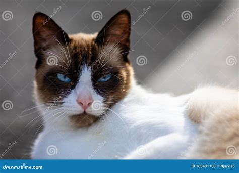 Close Up of Brown and White Cat with Stunning Blue Eyes Stock Photo ...