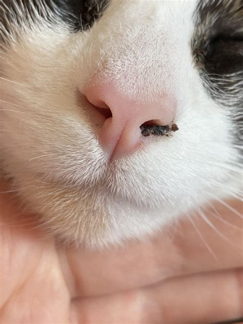 Cat Has Black Crusty Nose Vatelinfua