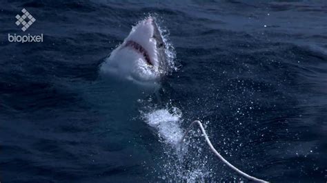 Great White Shark Jumping