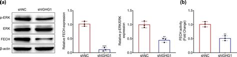 Down Regulation Of Ighg1 Enhances Protoporphyrin Ix Accumulation And