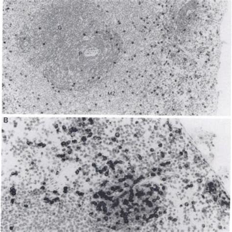 Photomicrographs Of Frozen Tissue Sections Of F Rat Spleen Stained