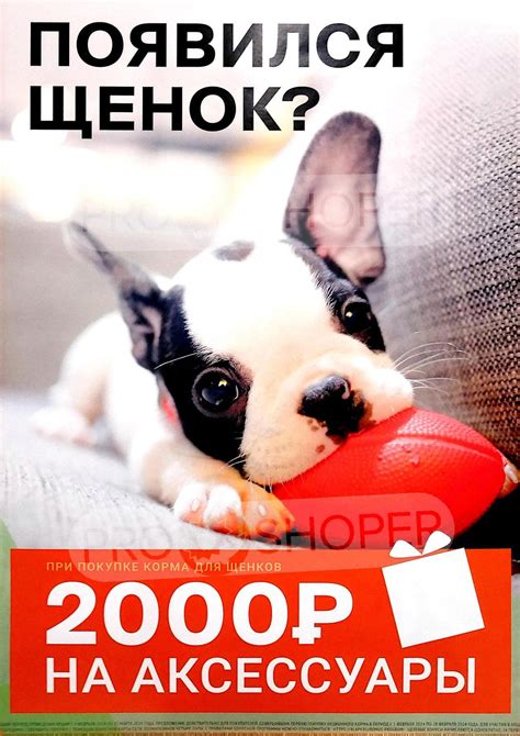 Каталог Четыре лапы - Акции сегодня - с 1 февраля 2024