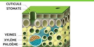 Trichomes D Finition Fonction Et Types