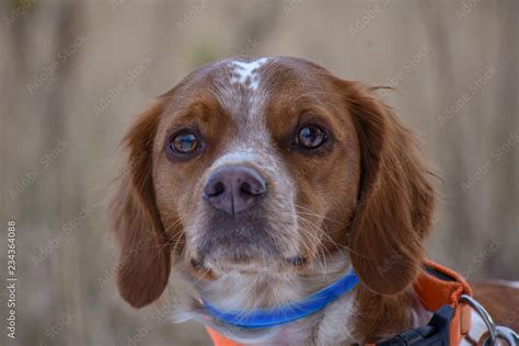 Epagneul Breton, spaniel breton, Brittany Spaniel, Bretonischer Spaniel ...