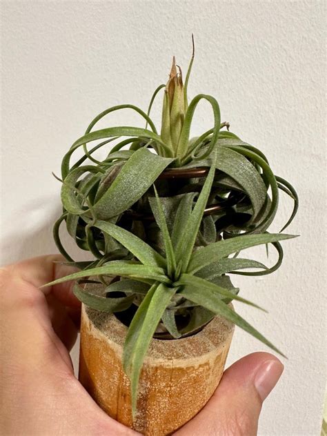 Tillandsia Ionantha X Streptophylla Air Plant Furniture Home Living