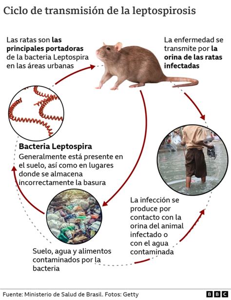 Leptospirosis Mi Diagn Stico Hubiera Sido M S R Pido Si No Existiera