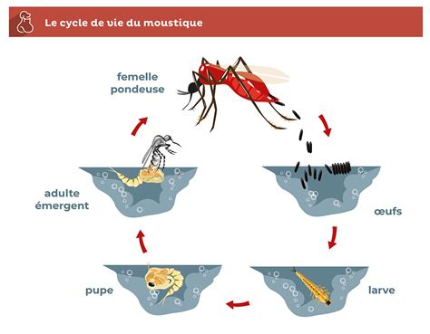 Les Moustiques Et Phl Botomes Chez Le Chien Cl Ment Th Kan