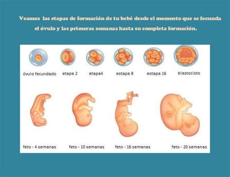 Etapas De La Gestación