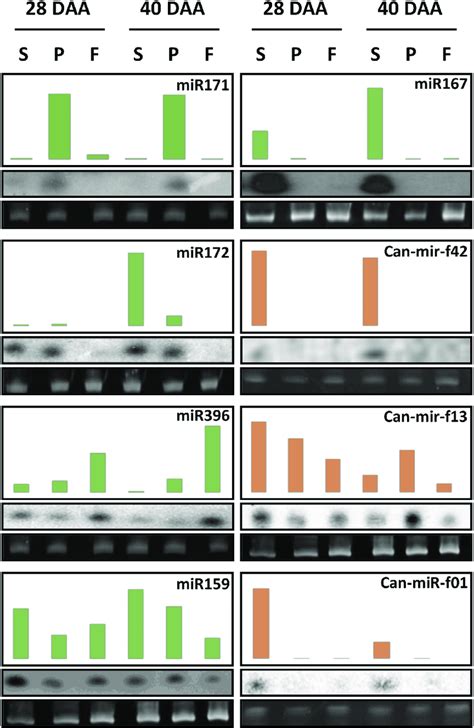 Small Rna Northern Blot Analyses Of Selected Mirnas Expression Of The