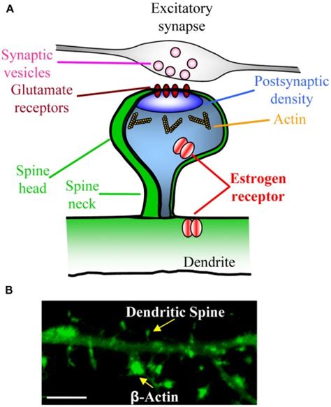 Dendritic Spine Synapse