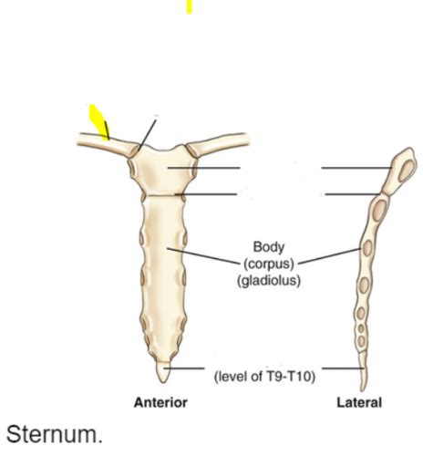 Chapter Bony Thoraxsternum And Ribs Flashcards Quizlet