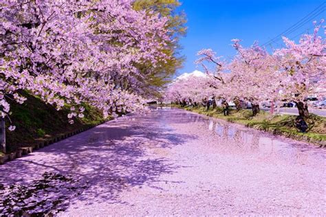 北海道・東北で桜を見るならここ！おすすめお花見スポット10選 Tripaトリパ｜旅のプロがお届けする旅行に役立つ情報