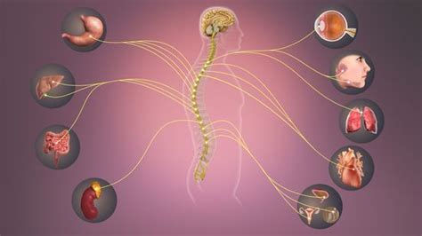 Sympathetic Nervous System - Physiopedia