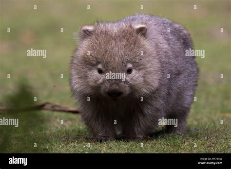Common Wombat Vombatus Ursinus Stock Photo Alamy