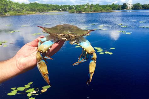 30a Blue Crab Fest Returns Oct 13 15 With Headliner Eric Lindell 30a