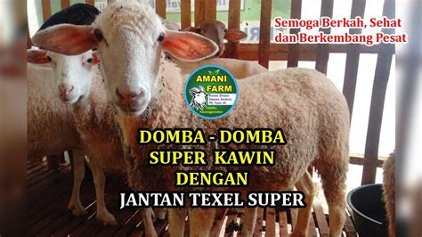 DOMBA DOMBA BETINA SUPER KAWIN DENGAN JANTAN TEXEL PETERNAKAN DOMBA