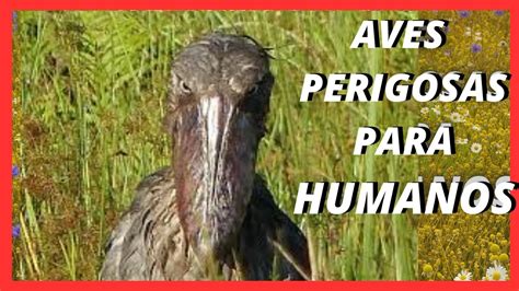 AVES MAIS PERIGOSAS YouTube