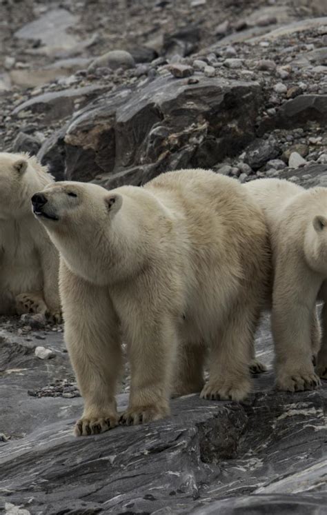 Oso polar dónde vive qué come y por qué está en peligro de extinción