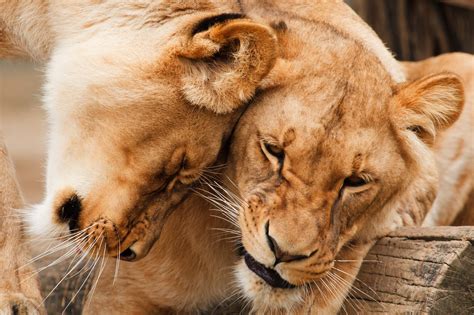 Free Images Animal Wildlife Zoo Fur Africa Feline Couple Mane