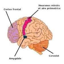 L Amygdale C R Brale Si Ge De Nos Motions