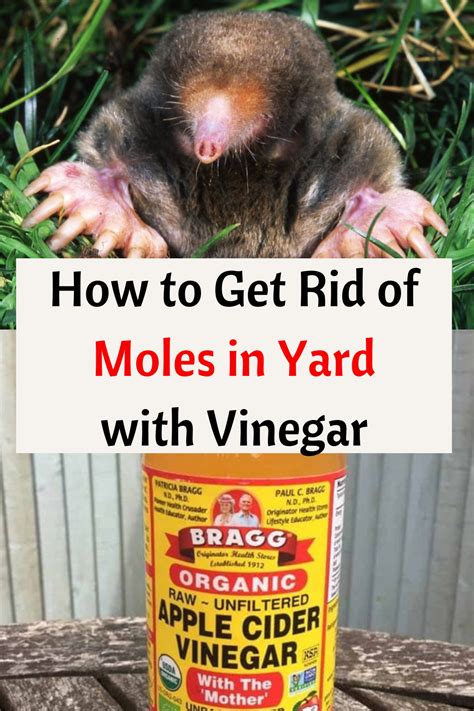 How To Get Rid Of Moles In Yard With Vinegar Moles In Yard Mole Removal Yard Mole Repellent