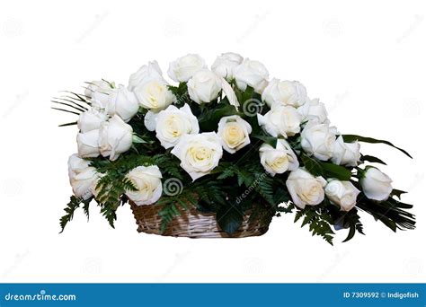 White Roses In Basket Stock Photo Image Of Fragility 7309592