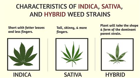 Sativa, Indica, Hybrid Strains? What? - HOLYOKE CANNABIS Dispensary